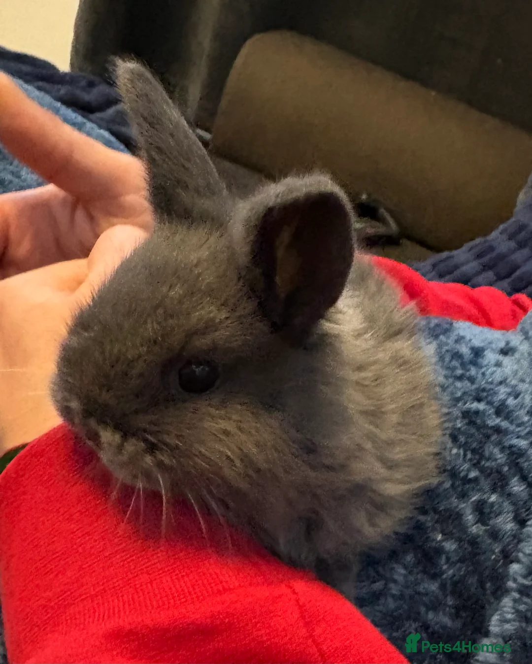 Mini Lop rabbits for sale: Beautiful pure bred mini lop bunnies - Advert 1