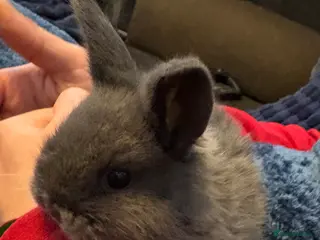 Mini Lop rabbits Beautiful pure bred mini lop bunnies - Advert 1