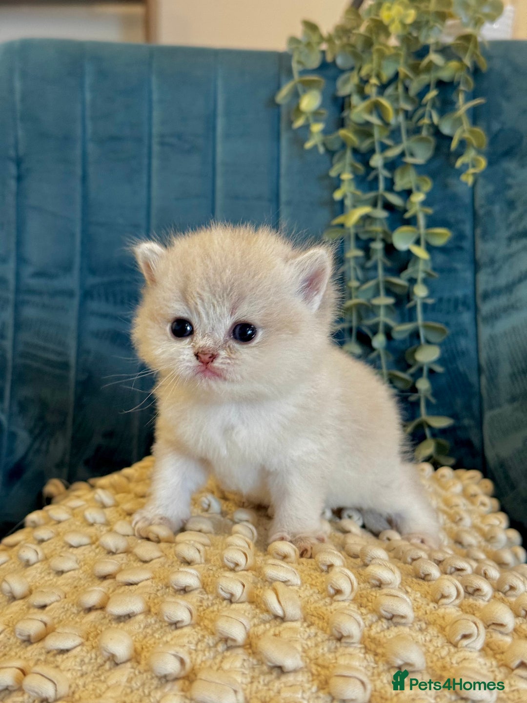 British Shorthair cats for sale: 🐾✨ Golden & Silver British Shorthair Kittens ✨🐾 - Image 4