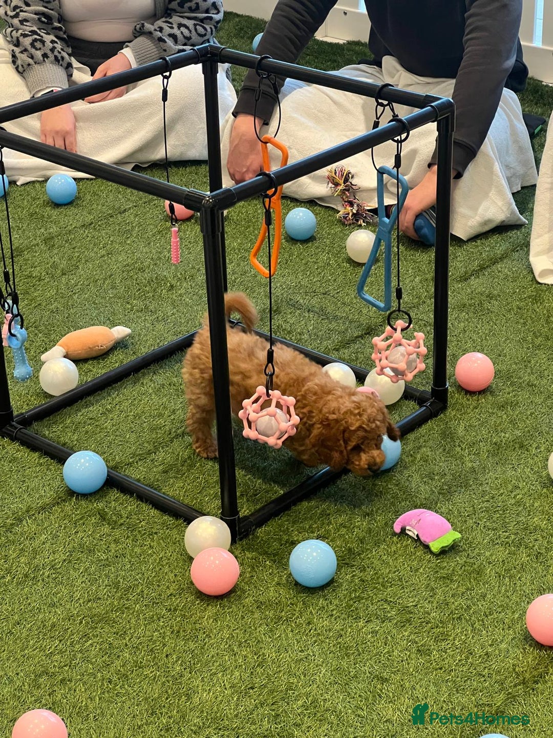 Cockapoo dogs for sale: F2 Cockerpoos Ready for their new homes. - Advert 3