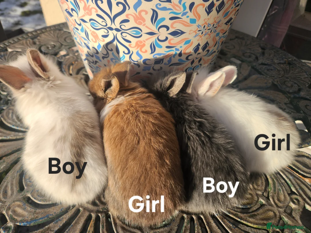 Lionhead rabbits for sale: CUTE BLUE EYES BABY Lionheads double mane. B - Advert 3