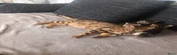 Bengal cats for sale: Bengal kittens looking for new family  - Advert 15