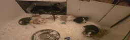 Border Collie dogs for sale: STUNNING HEALTH TESTED BORDER COLLIES in Huddersfield - Advert 5