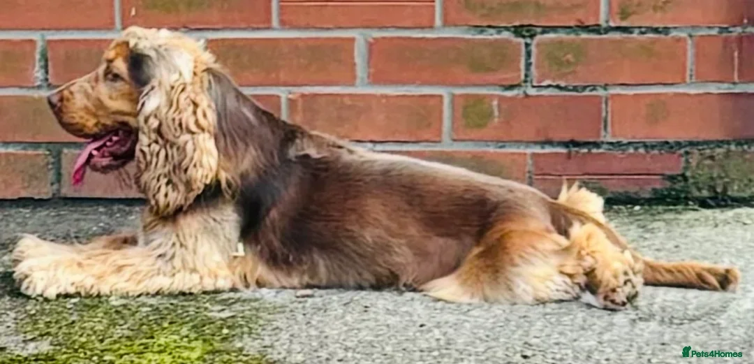 Cockapoo dogs for sale: F1 Chocolate and Tan Girl 5 star full health tests - Advert 7