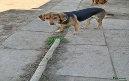 Mixed Breed dogs for sale: Ernie - Image 4