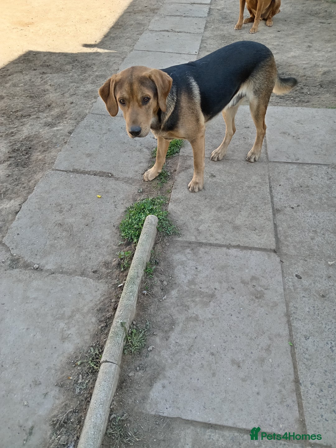 Mixed Breed dogs for sale: Ernie - Image 4