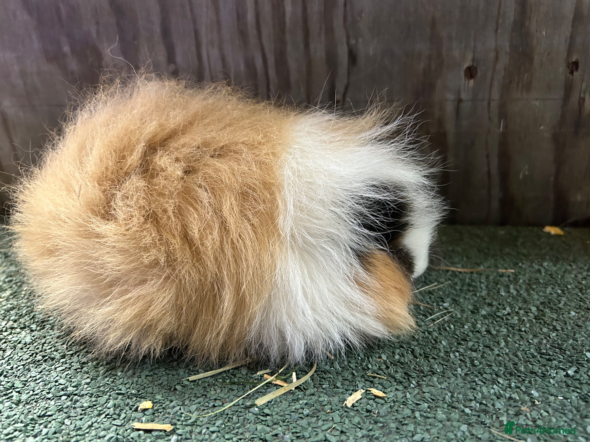 Guinea Pig rodents Swiss Guinea pigs  - Advert 1