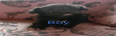 Chipoo boy