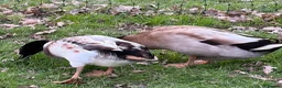 Ducks poultry for sale: Welsh Harlequin & Khaki Campbell Drakes - Advert 10