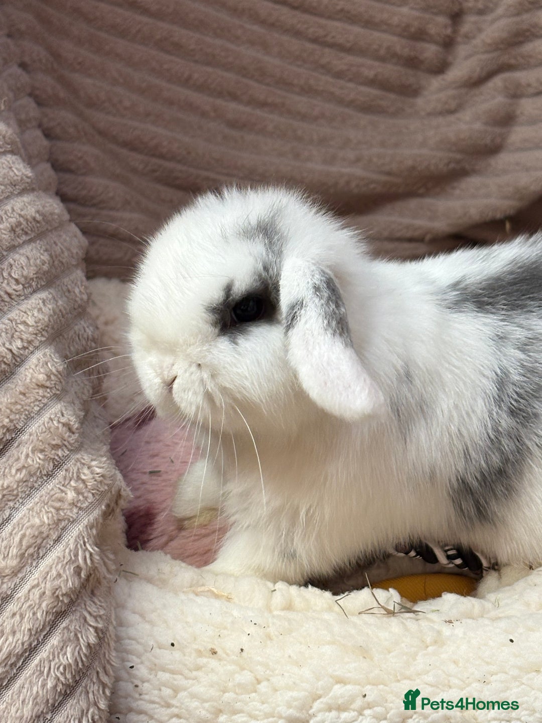 Mini Lop rabbits for sale: Stunning mini lops (vaccinated)  - Advert 7