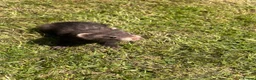 Ferret rodents for sale: Ferrets for sale boys and girls in Newton Aycliffe - Advert 4