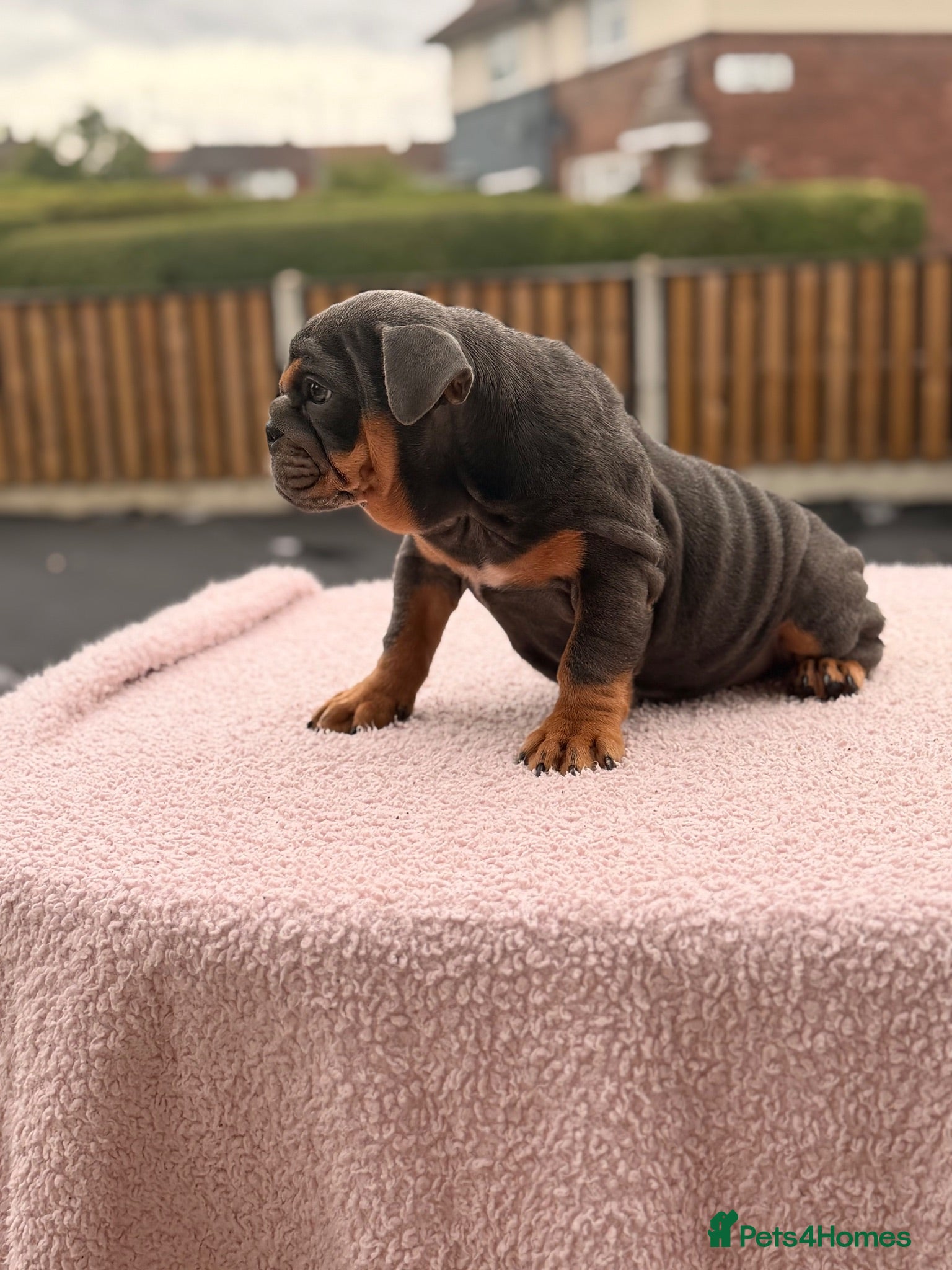 English Bulldog dogs Ready to leave FEMALE ENGLISH BULLDOG PUPPIES  - Advert 1
