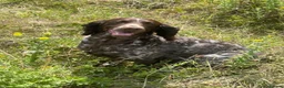 Sprocker dogs for sale: Sprockers  puppys  - Advert 5
