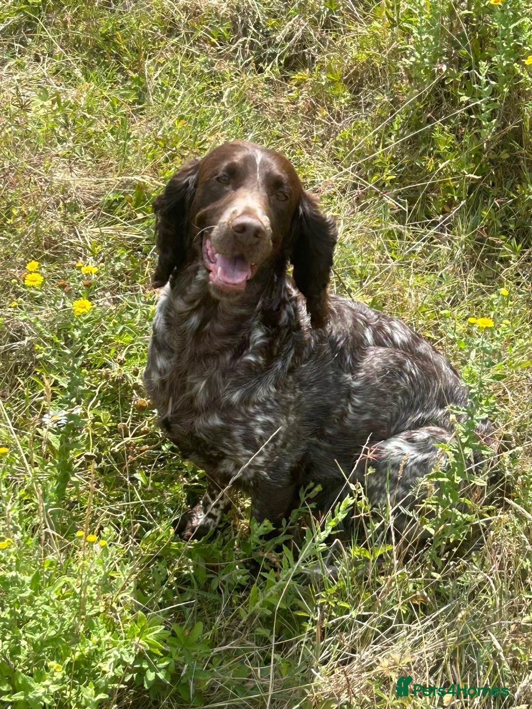 Sprocker dogs for sale: Sprockers  puppys  - Advert 5