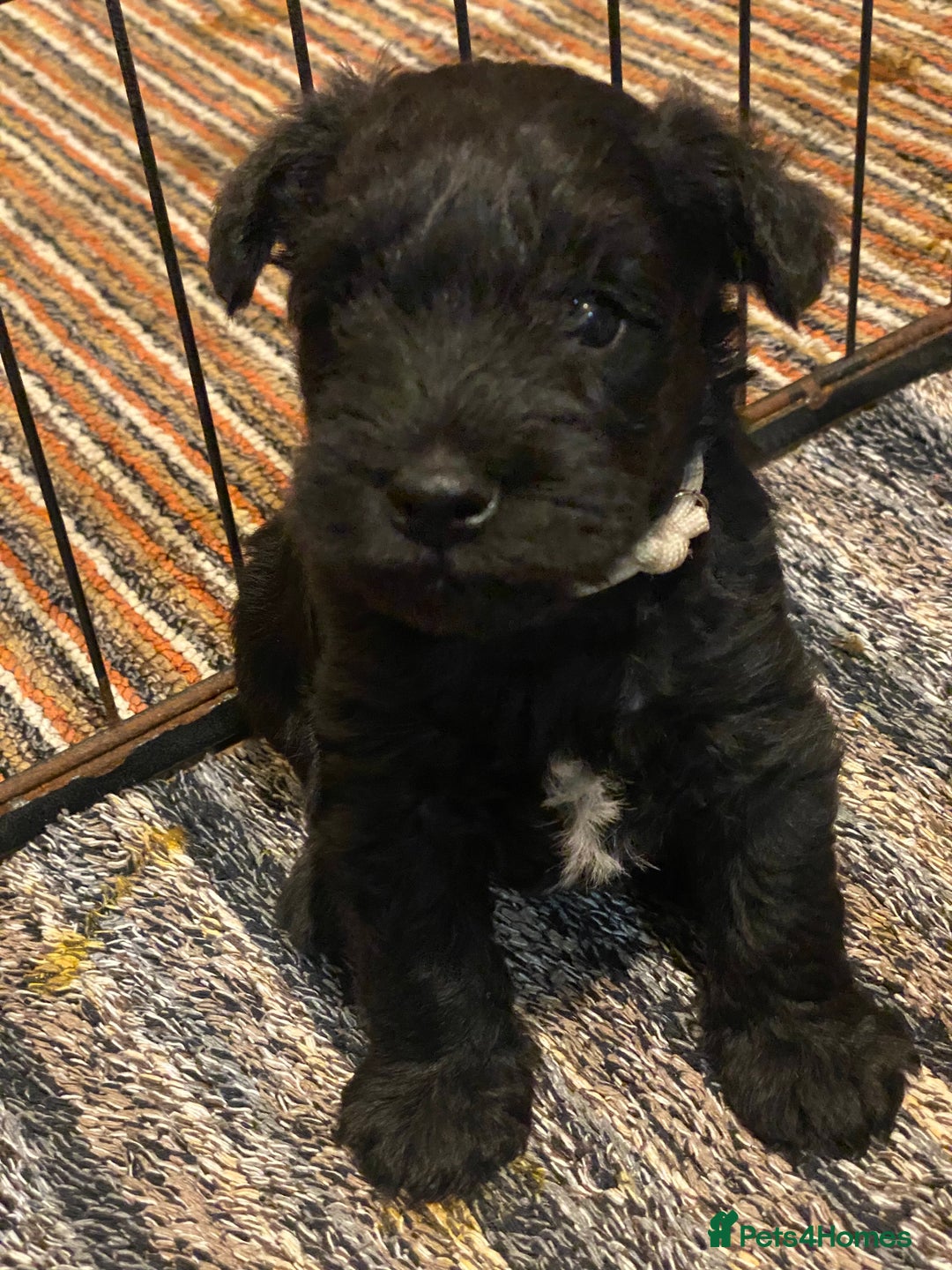 Miniature Schnauzer dogs for sale: 5*KC MINIATURE SCHNAUZER PUPPIES  - Advert 23