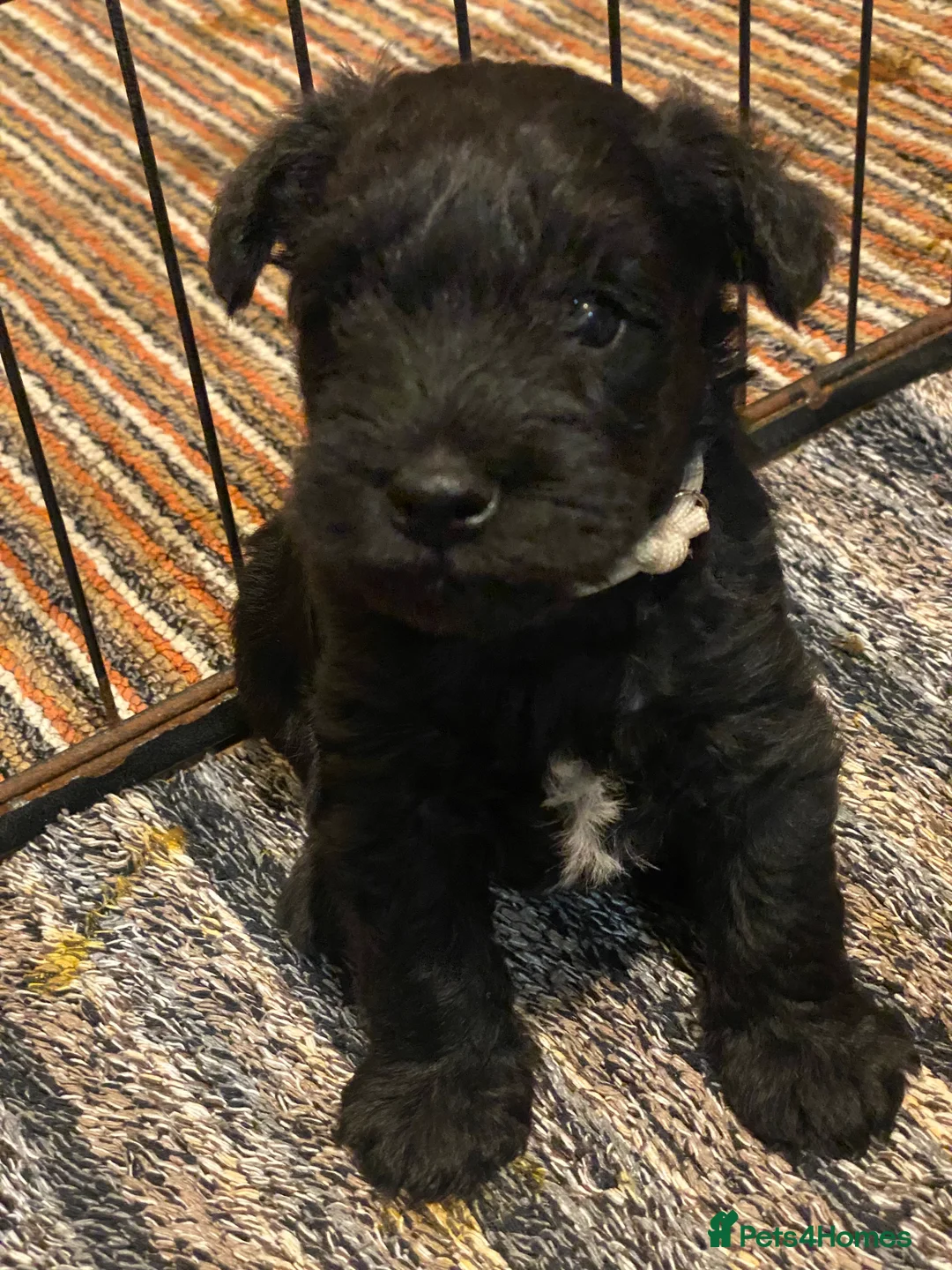 Miniature Schnauzer dogs for sale: 5*KC MINIATURE SCHNAUZER PUPPIES  - Advert 25