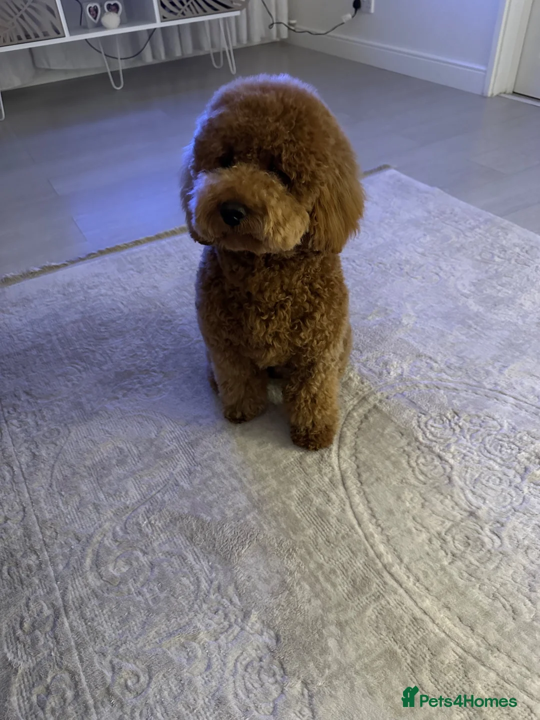Miniature Poodle dogs for stud: poodle for stud in London - Advert 5