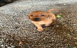 Labrador Retriever dogs for sale: Stunning Fox red labradors - Image 9