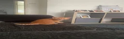 Mixed Breed cats for sale: 2 beautiful male ginger kittens - Advert 4