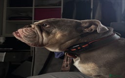 English Bulldog dogs for sale: Forever home needed - Image 1