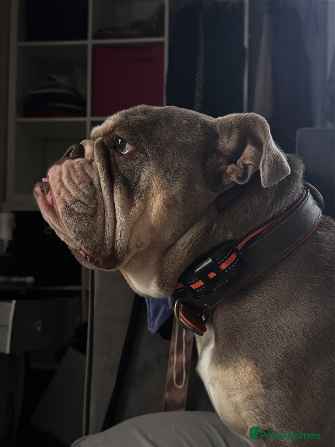 English Bulldog dogs for sale: Forever home needed - Image 1