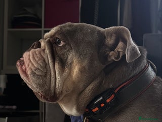 English Bulldog dogs for sale - Advert 1