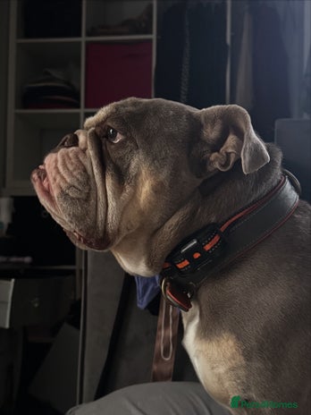 English Bulldog dogs - Advert 2