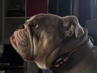 English Bulldog dogs Forever home needed - Advert 19