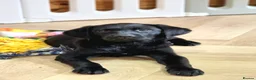 Labrador Retriever dogs for sale: 2 BEAUTIFUL BLACK BOY KC LABRADORS READY TO LEAVE - Advert 4