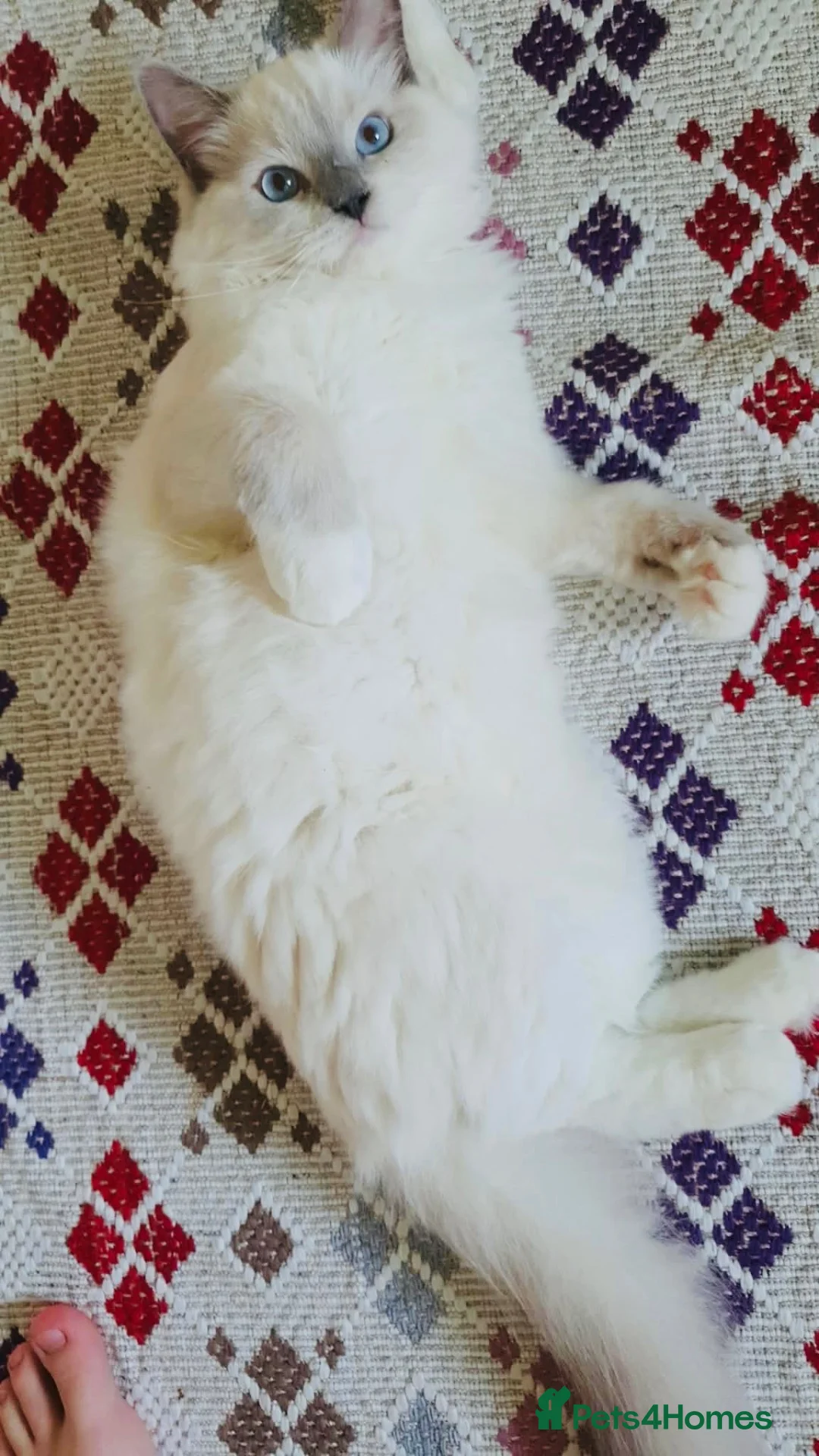 Ragdoll cats for sale: Simba- ragdoll pure breed kitten boy 5 months!!!  - Advert 2