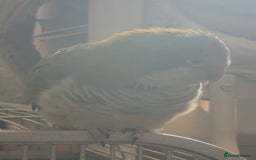 Parrots birds for sale: bonded pair of parrots  - Image 2