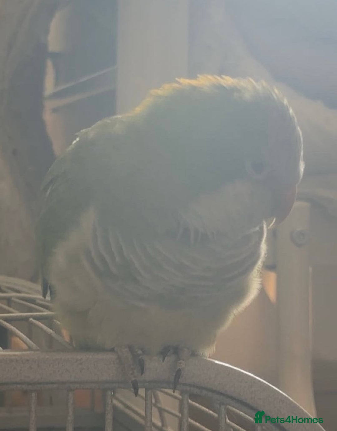 Parrots birds for sale: bonded pair of parrots  - Image 2