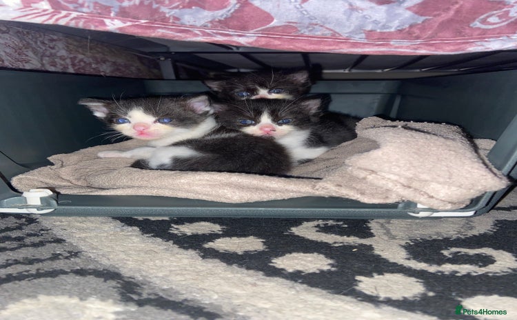 Domestic Shorthair cats - Advert 2