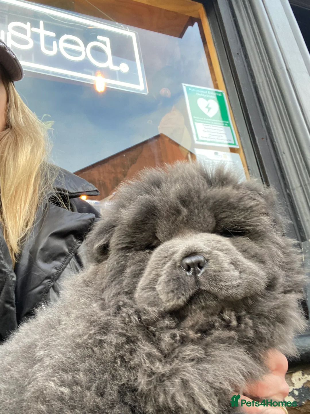 Chow Chow dogs for sale: Stunning Chow chow pups ready for new homes  - Advert 2