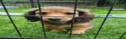 Miniature Dachshund dogs for sale: 🌟KC reg.Miniature LH Dachshund Puppies 🌟  - Advert 6