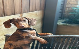 Dachshund dogs for sale: Gorgeous, playful dapple Dachshund for rehoming - Image 7