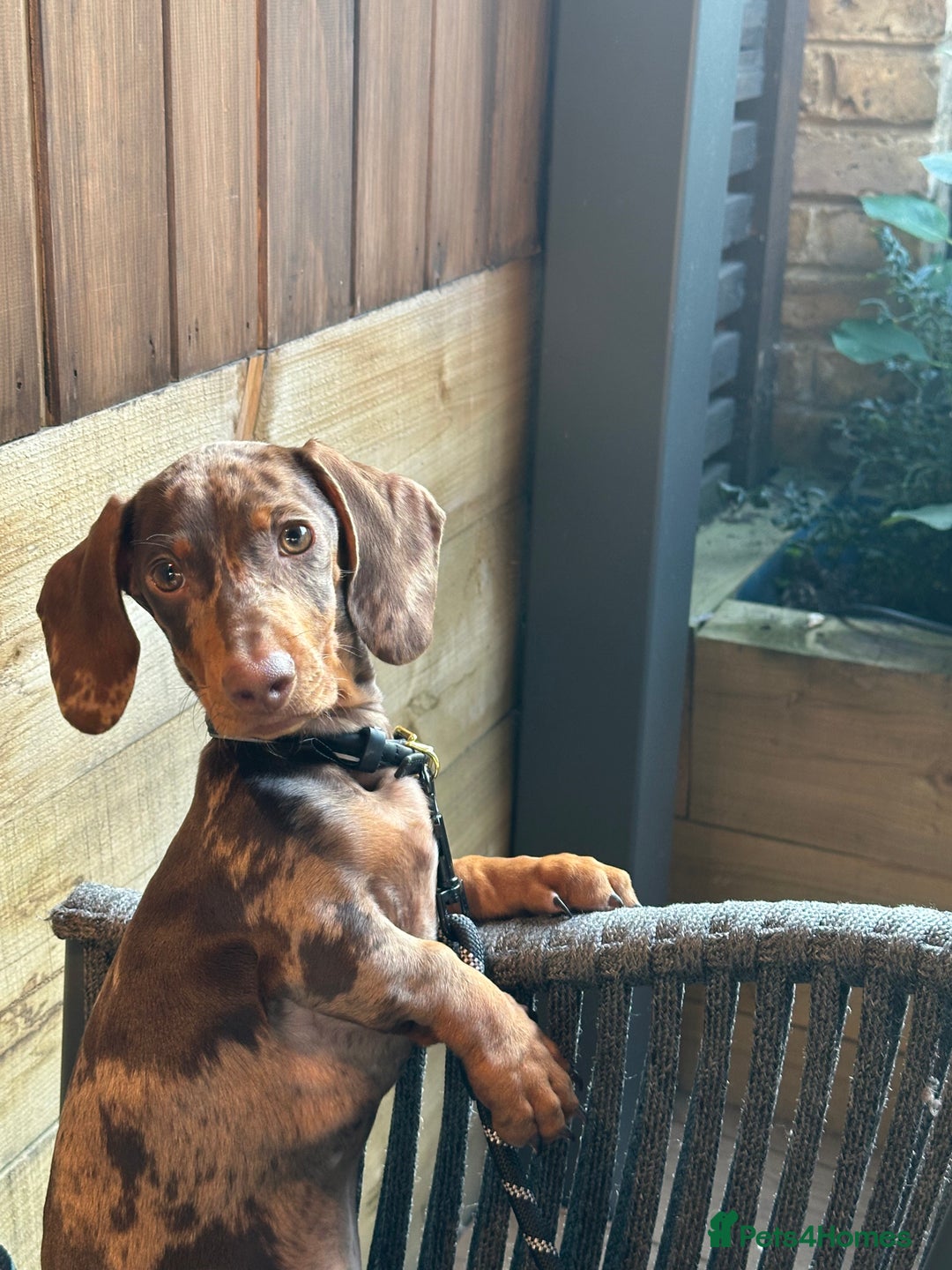 Dachshund dogs for sale: Gorgeous, playful dapple Dachshund for rehoming - Image 7