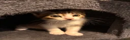 Mixed Breed cats for sale: Lovely playful kittens  - Advert 18