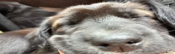 Mixed Breed dogs for sale: Husky x Pomsky x English Springer Spaniel - Advert 11