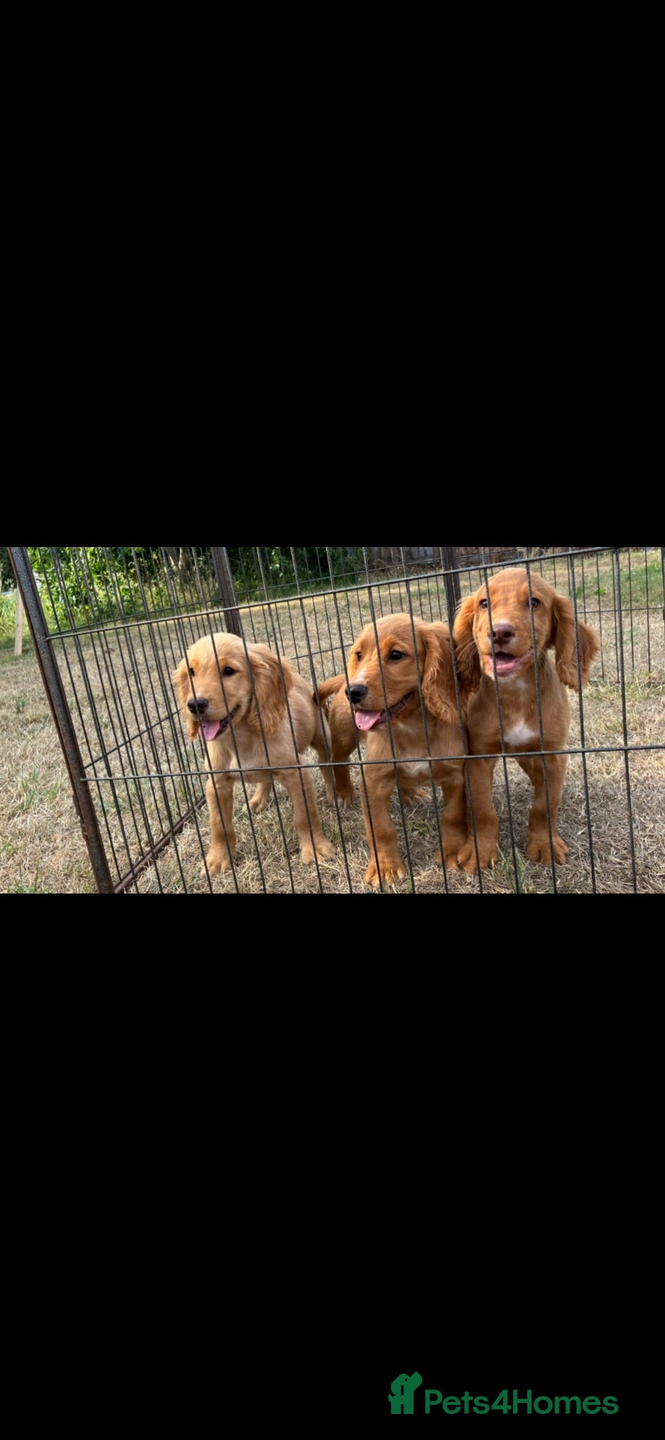 Cocker Spaniel dogs WORKING COCKER SPANIELS  - Advert 1