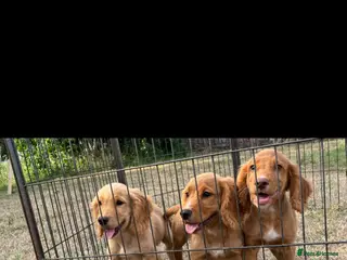 Cocker Spaniel dogs WORKING COCKER SPANIELS - Advert 1