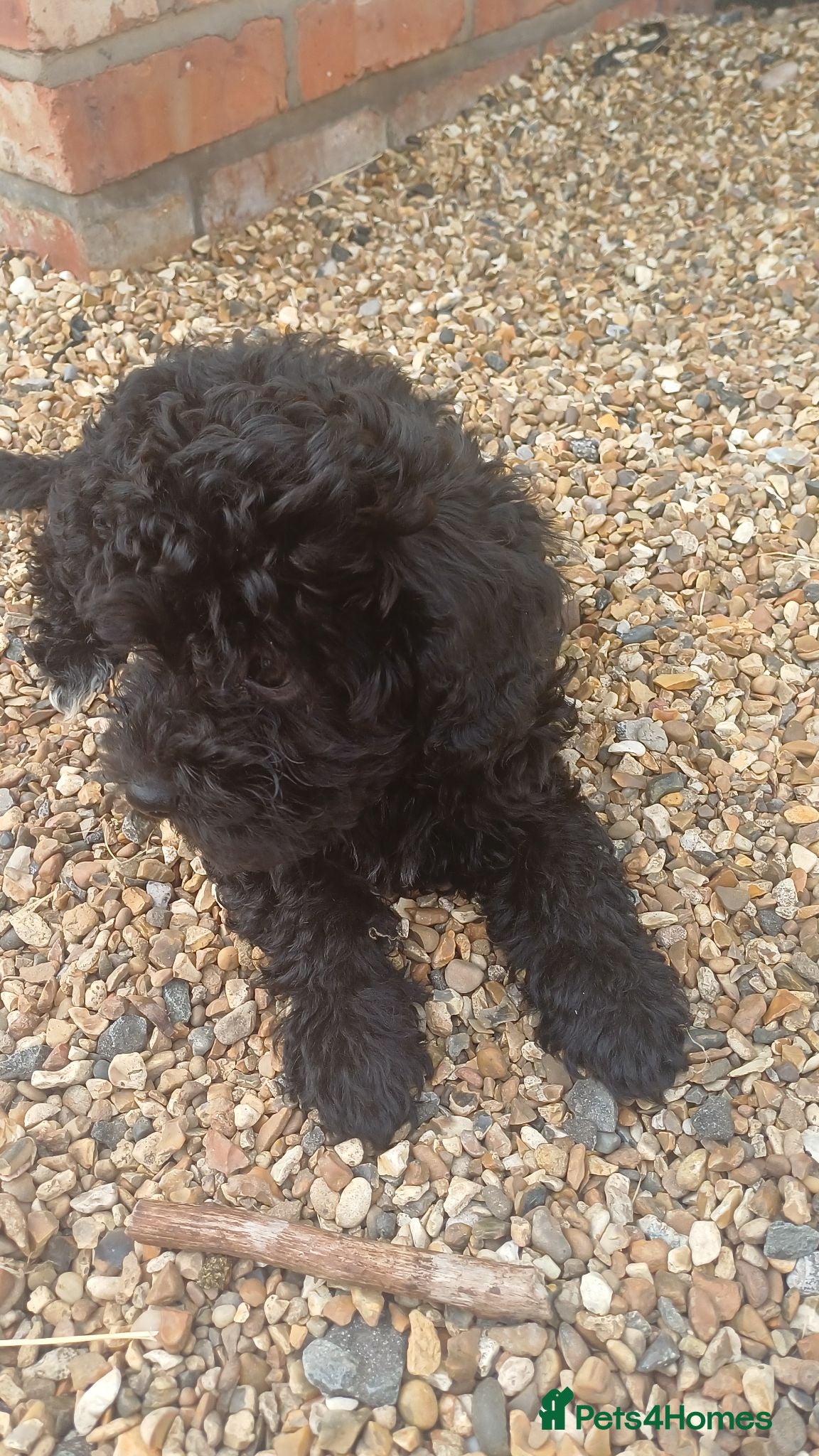 Cavapoo dogs Gorgeous cavapoo - reduced price 1 left - Advert 8