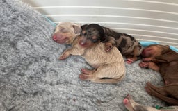Miniature Dachshund dogs for sale: 🐾Stunning Miniature Dachshunds🐾🤩 - Image 6
