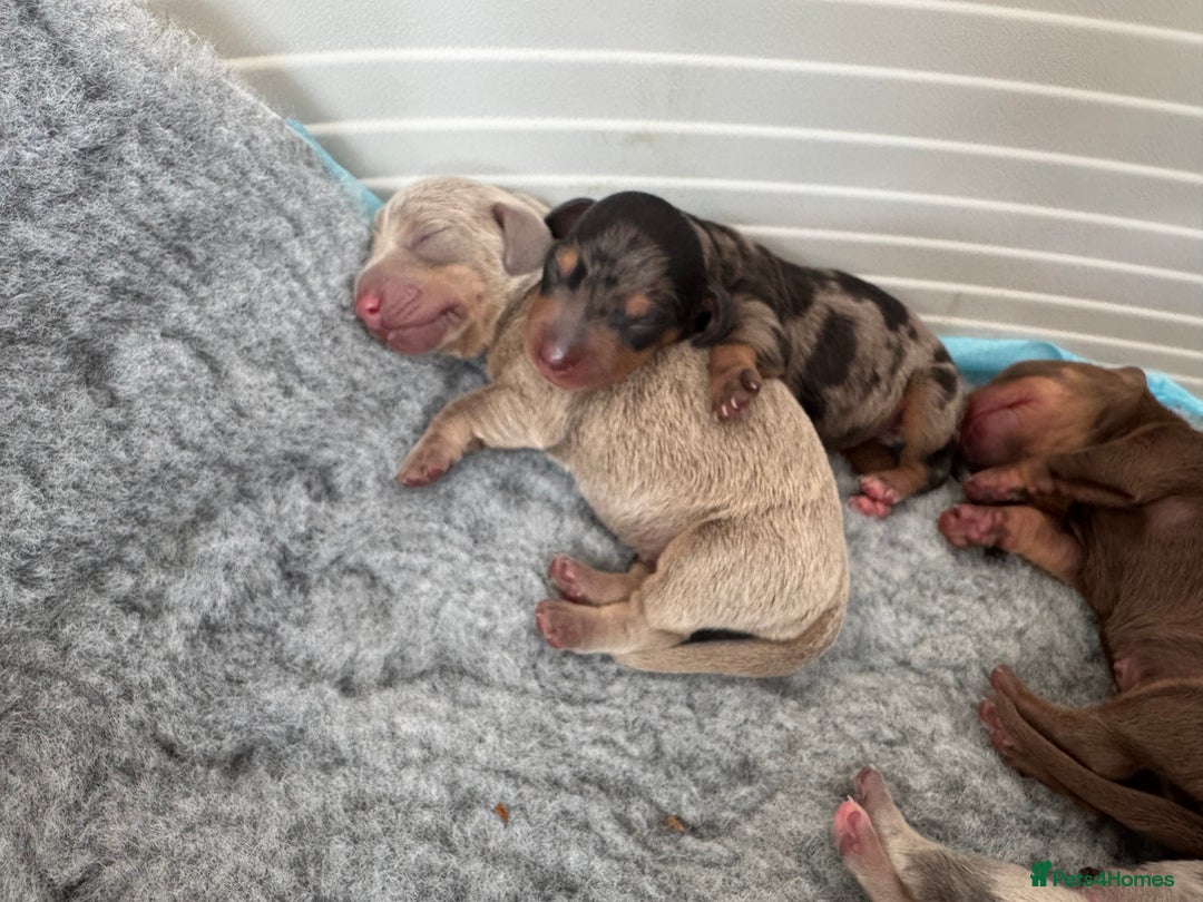 Miniature Dachshund dogs for sale: 🐾Stunning Miniature Dachshunds🐾🤩 - Image 6