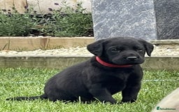Labrador Retriever dogs for sale: Gorgeous Chunky Labrador Puppies - Image 9