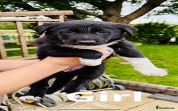Mixed Breed dogs for sale: 3 fluffy Shollie German Shepard x Boarder Collie - Image 6