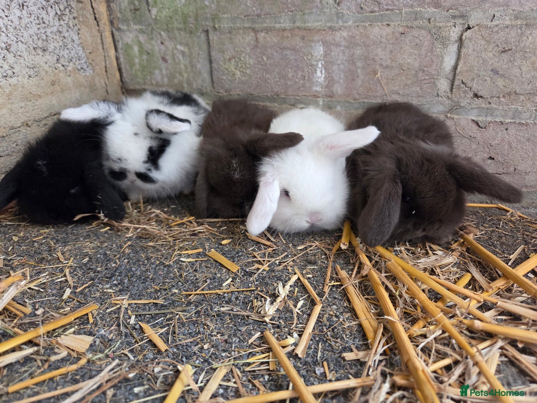 Mini Lop rabbits for sale: Minilops ready 12th October  - Image 3