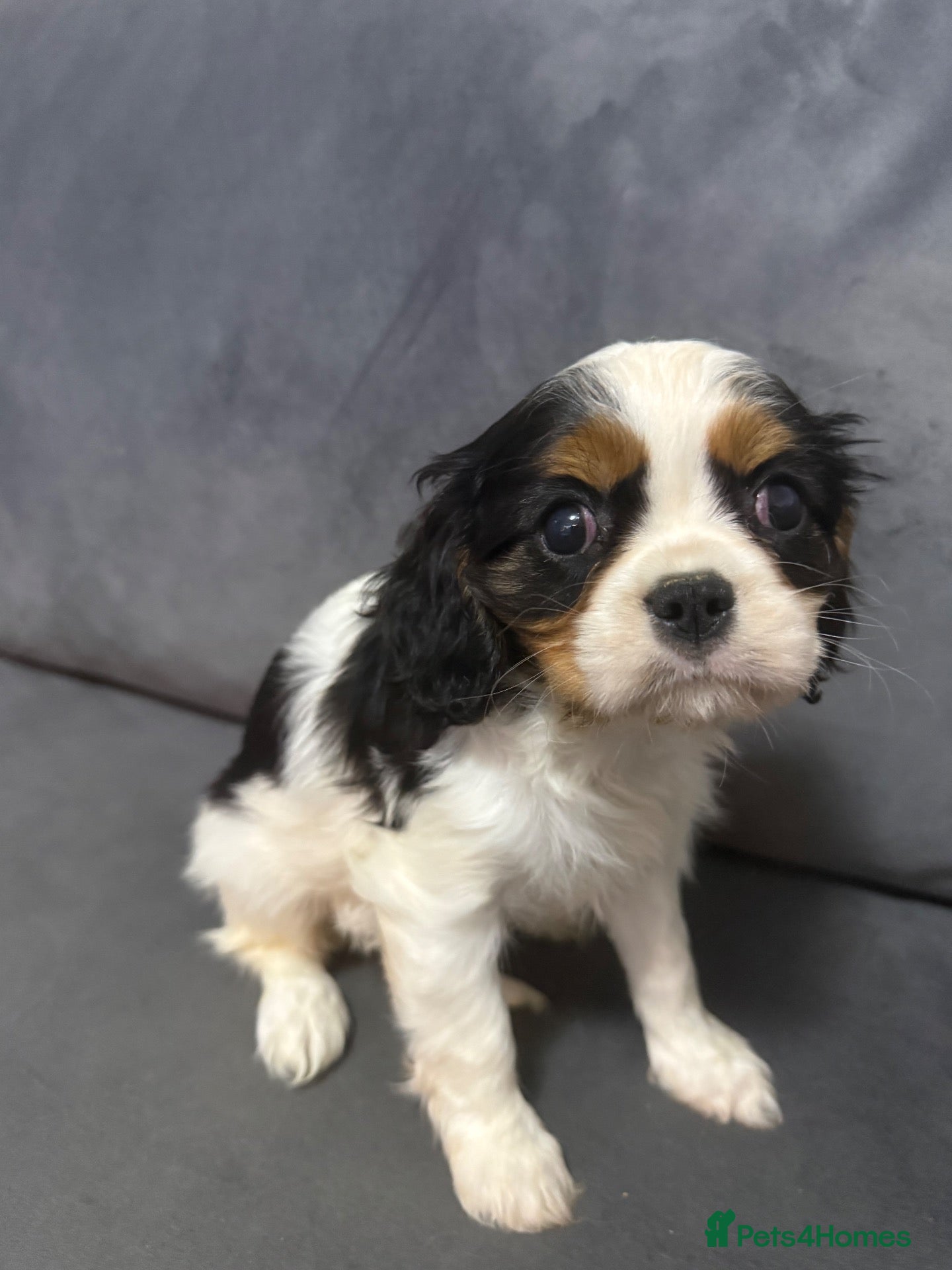 Cavalier King Charles Spaniel dogs ❤️ Available Now – Beautiful Cavalier 🐶 ❤️ - Advert 7