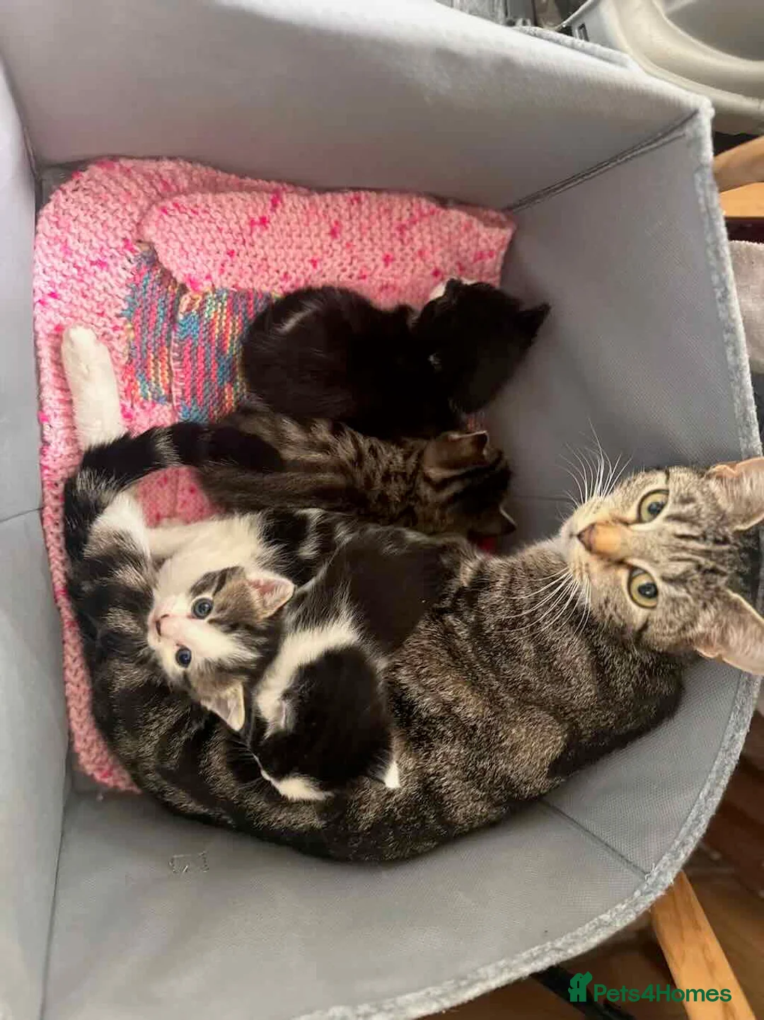 Domestic Shorthair cats for sale: Tabby kitten in Leeds - Advert 2