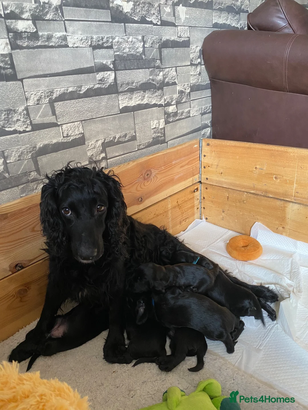 Sprocker dogs for sale: Sprocker x cocker spaniel  - Advert 1